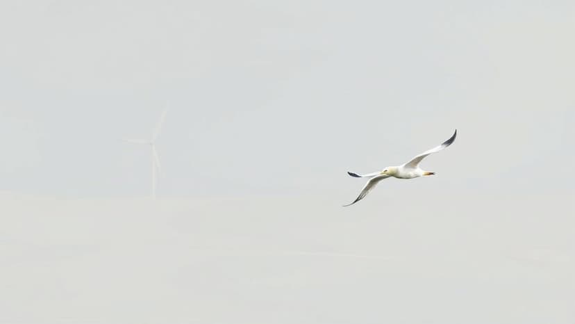 Study Reveals Offshore Wind Farms' Impact on Seabird Populations